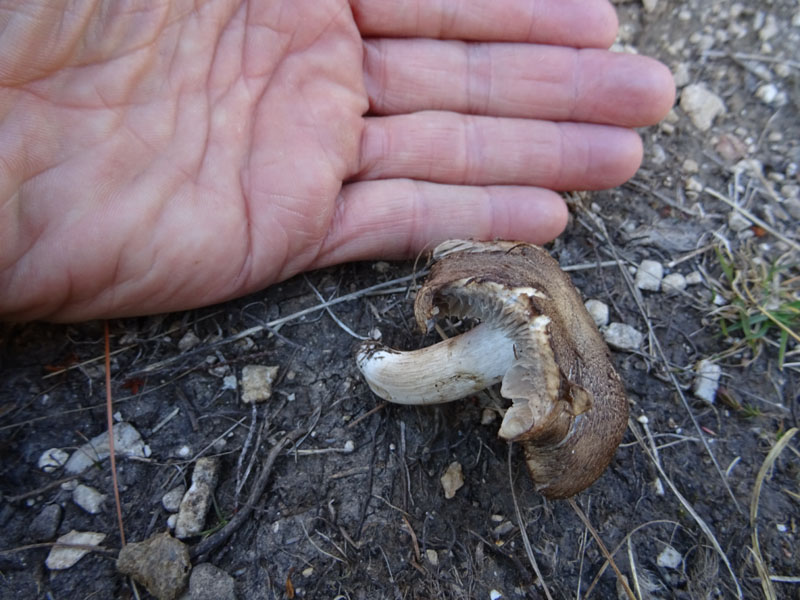 probabile......Tricholoma luridum